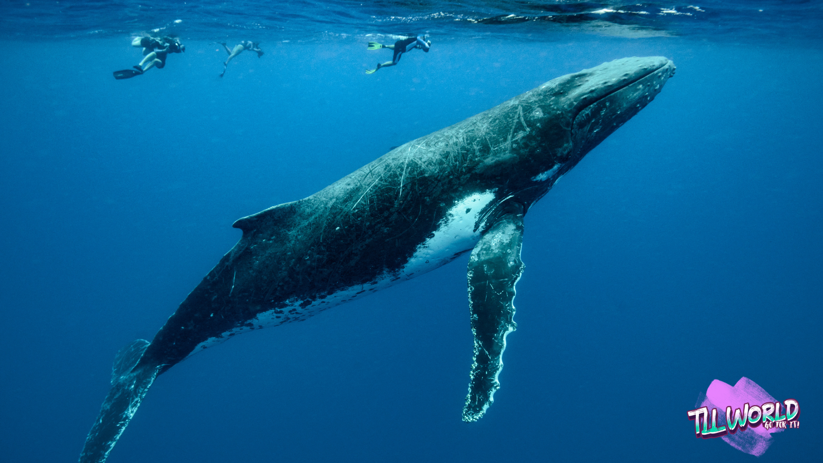 blue whales silence